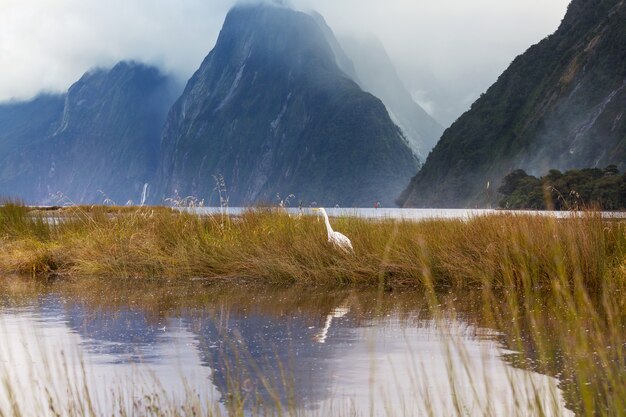 Increíbles paisajes naturales en Milford Sound, el Parque Nacional Fiordland, Nueva Zelanda