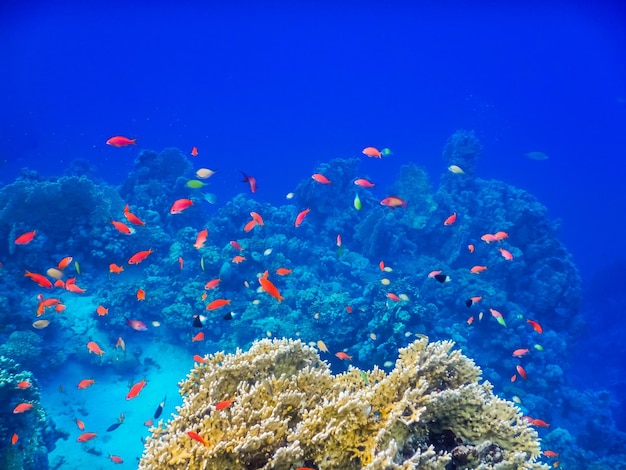 Increíbles peces hermosos sobre corales en aguas azules profundas mientras bucea