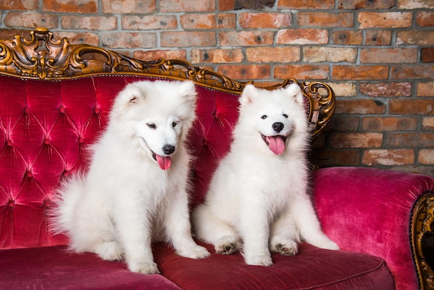 Increíbles perros samoyedos blancos en el sofá rojo de lujo