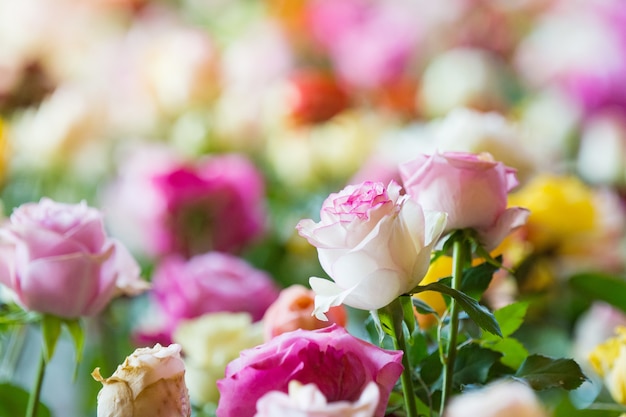 Increíbles rosas multicolores, flores en el jardín