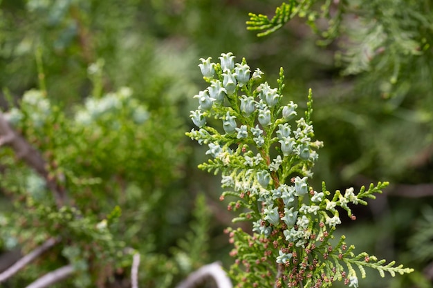 Increíbles semillas azules del árbol de thuja platycladus orientalis platycladus orientalis también conocido como chino