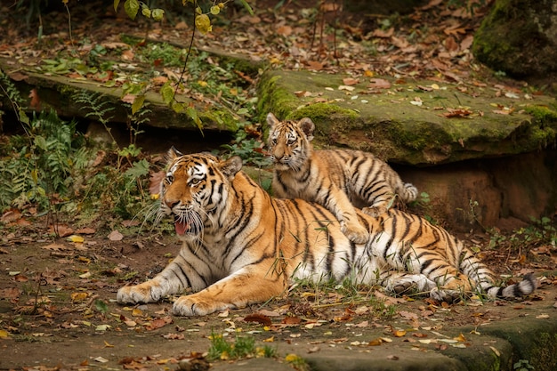 Increíbles tigres de bengala en la naturaleza.