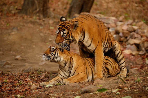 Increíbles tigres de bengala en la naturaleza.