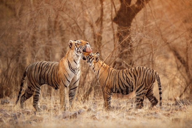 Increíbles tigres de bengala en la naturaleza.