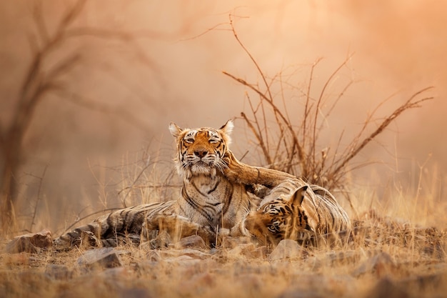 Increíbles tigres de bengala en la naturaleza.