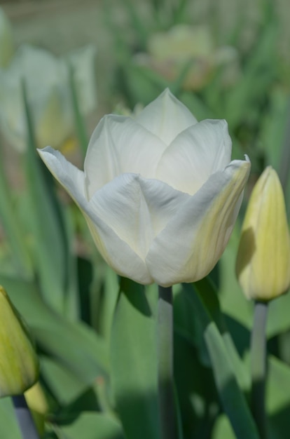 Increíbles tulipanes blancos floreciendo Tulipanes blancos puros en el jardín