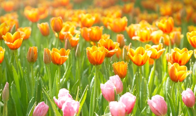 Increíbles tulipanes blancos floreciendo