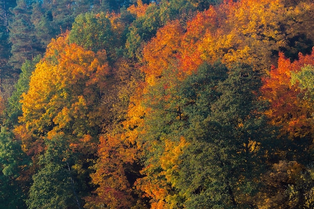 Incríveis cores de outono douradas, amarelas, vermelhas e verdes na floresta, bosques.