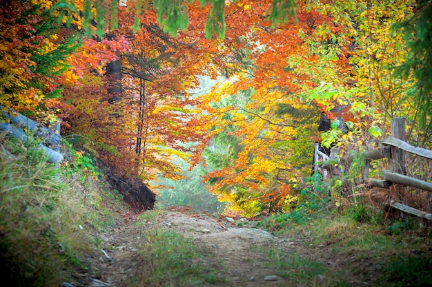 Incríveis cores vibrantes de outono na paisagem florestal e trilha