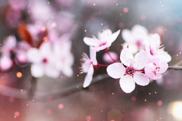 Incríveis flores de cerejeira sobre o fundo desfocado da natureza Árvore florescendo da primavera Fundo da primavera com bokeh brilhante