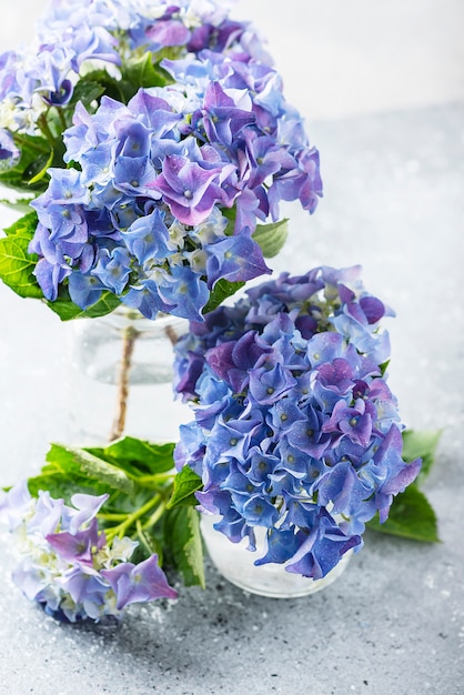 Incríveis flores de hortênsia azul