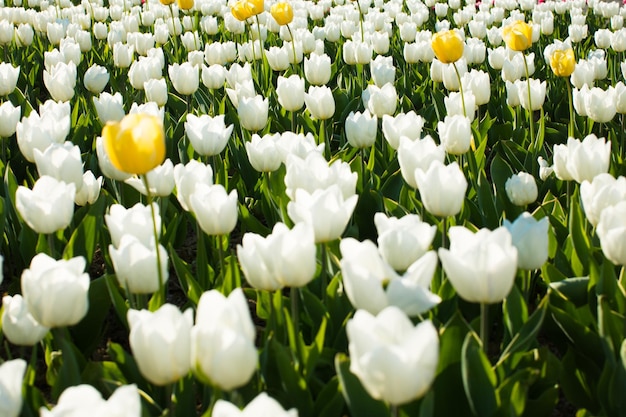 Incríveis flores de tulipa branca florescendo em um campo de tulipa contra o fundo de uma flor de tulipa embaçada