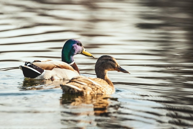 Incríveis patos-reais multicoloridos (anas platyrhynchos) nadam no lago ou rio sob a paisagem da luz solar.