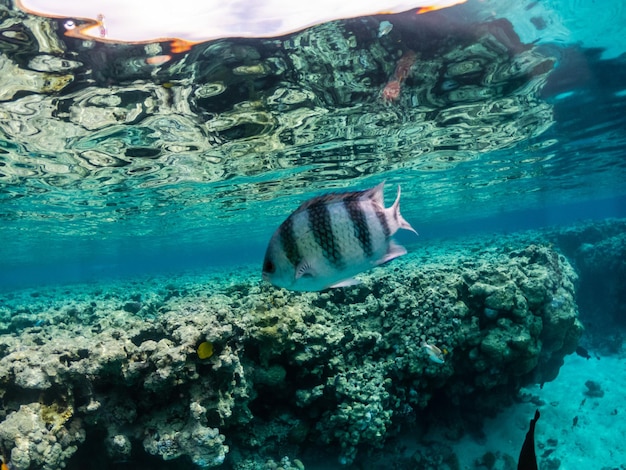 Incríveis peixes exóticos em recifes de corais do Mar Vermelho