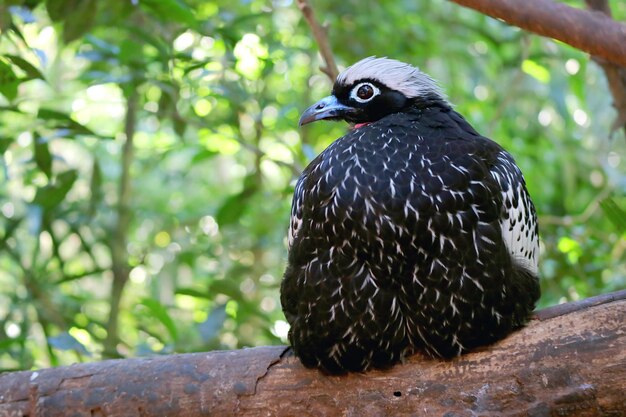 Incrível Blackfronted Piping Guan ou Jacutinga Bird empoleirado na árvore