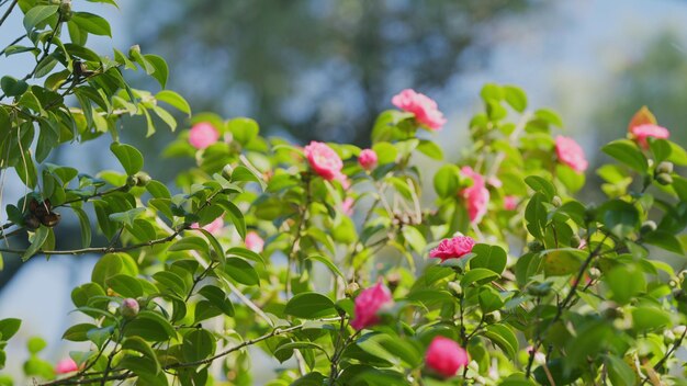 Incrível camélia bonita no jardim de primavera rosa flor de camélia japonesa com folhas verdes