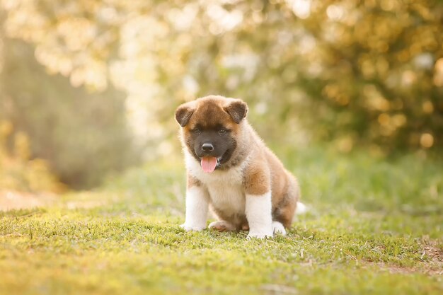 Incrível filhote de Akita americano sentado na grama.