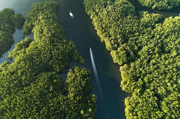Incrível floresta de mangue abundante Vista aérea de árvores florestais Ecossistema de floresta tropical e fundo de ambiente saudável Textura de árvores verdes floresta de cima para baixo Vista de alto ângulo