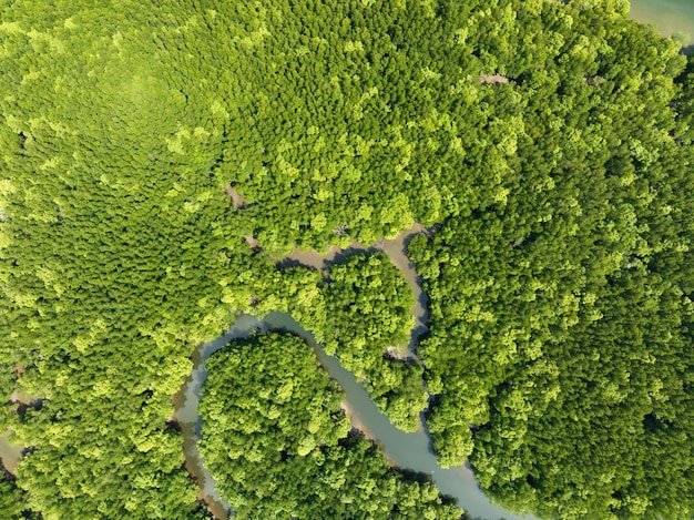 Incrível floresta de mangue abundante vista aérea de árvores florestais ecossistema de floresta tropical e fundo de ambiente saudável textura de árvores verdes floresta de cima para baixo vista de alto ângulo