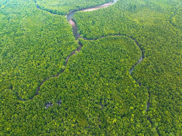 Incrível floresta de mangue abundante Vista aérea de árvores florestais Ecossistema de floresta tropical e fundo de ambiente saudável Textura de árvores verdes floresta de cima para baixo Vista de alto ângulo