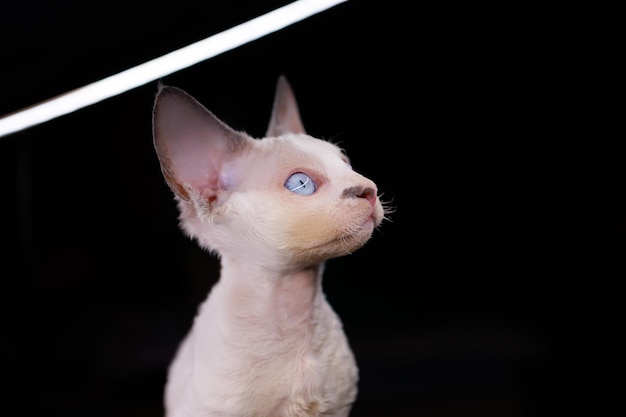 Incrível gatinho Devon Rex com grandes olhos azuis em um fundo preto