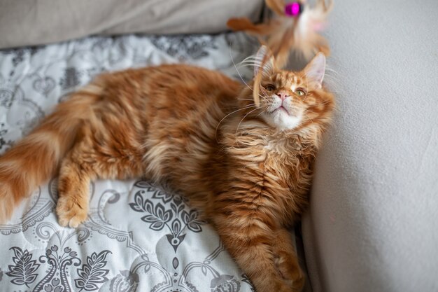 Incrível gatinho Maine Coon malhado vermelho brincando em um sofá