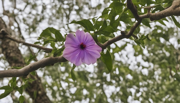 Incrível lindo melhor esta foto tirar esta foto para o seu trabalho AI gerado top foto maravilhosa