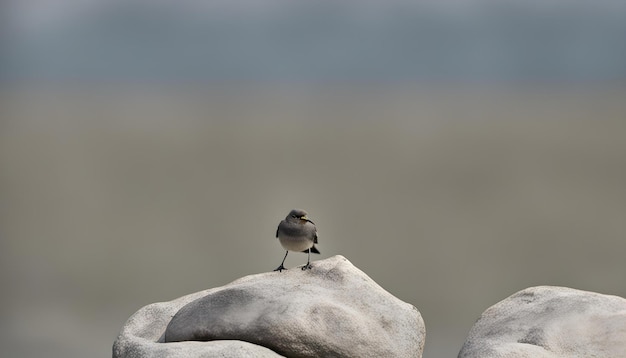 Incrível lindo melhor esta foto tirar esta foto para o seu trabalho ai gerado top foto maravilhosa