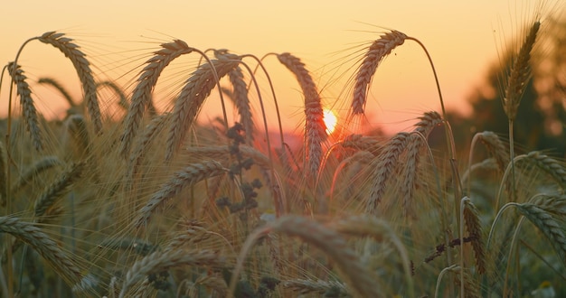 Incrível luz dourada mágica no campo de trigo Macro Grande círculo de sol Colheita de trigo balança no campo ao pôr do sol Vídeo original de alta qualidade 4k Ninguém