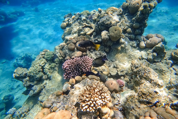 Incrível mundo subaquático do Mar Vermelho, um bando de peixes tropicais nadando perto do coral no fundo