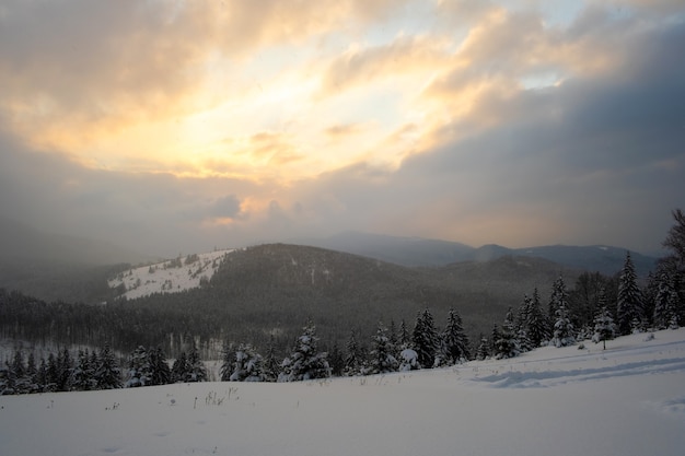 Incrível paisagem de inverno com pinheiros de floresta coberta de neve em montanhas frias e nebulosas ao nascer do sol.