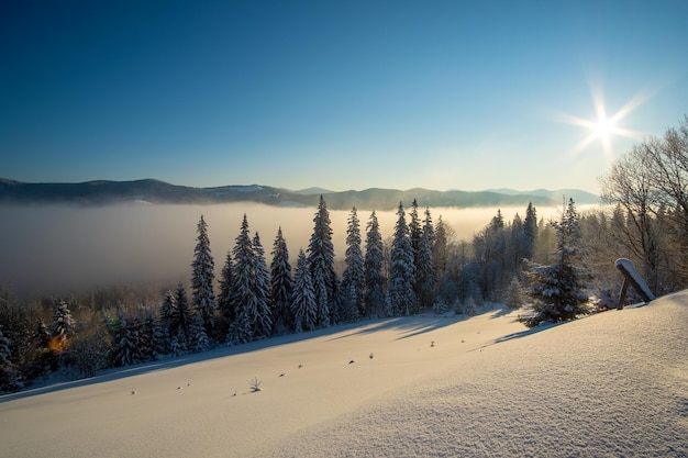 Incrível paisagem de inverno com pinheiros de floresta coberta de neve em montanhas frias e nebulosas ao nascer do sol