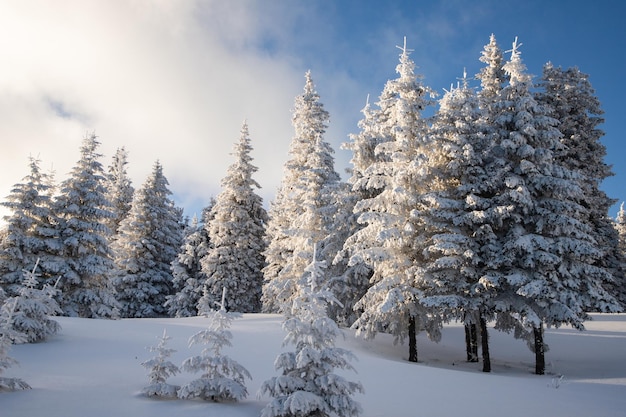 Incrível paisagem de inverno com pinheiros nevados nas montanhas