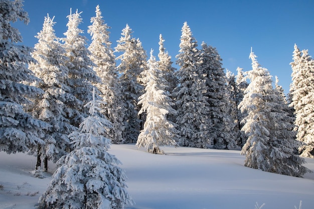 Incrível paisagem de inverno com pinheiros nevados nas montanhas