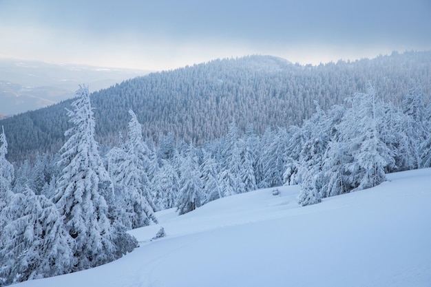 Incrível paisagem de inverno com pinheiros nevados nas montanhas