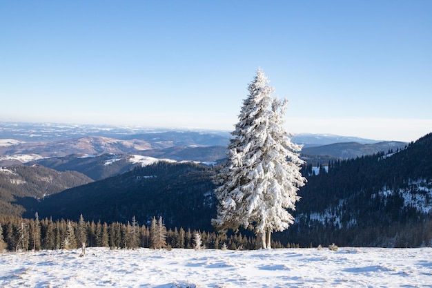 Incrível paisagem de inverno com pinheiros nevados nas montanhas