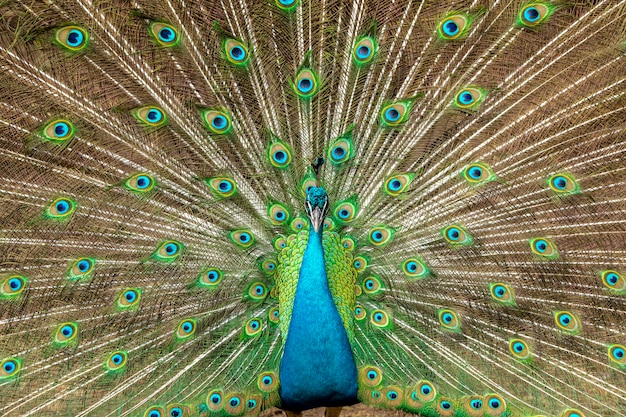 Incrível pavão masculino indiano (Pavo cristatus).