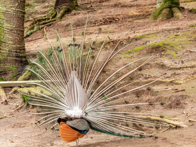 Foto incrível pavão masculino indiano (pavo cristatus).