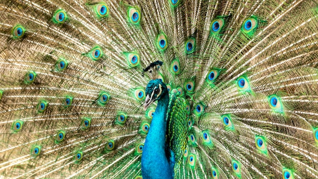 Incrível pavão masculino indiano (Pavo cristatus).