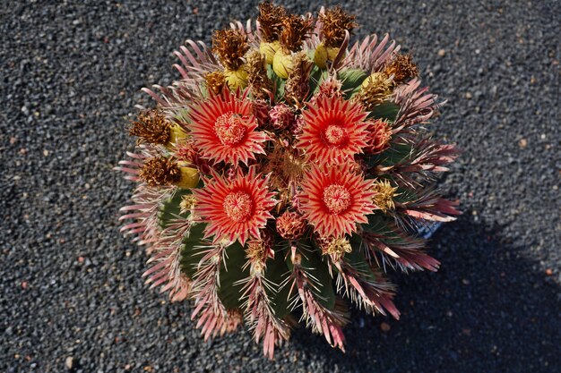 Incrível planta de cacto com quatro flores vermelhas e frutas amarelas, vistas de cima.