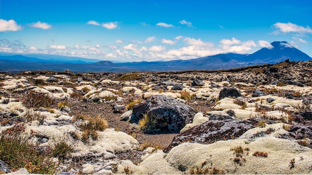 Incrível pletora de plantas alpinas do tipo musgo e líquen agarradas ao rockslava no terreno extremo no alto do Planalto Central