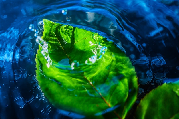 Incrível tiro abstrato de respingo de gota de água perto da folha verde na água
