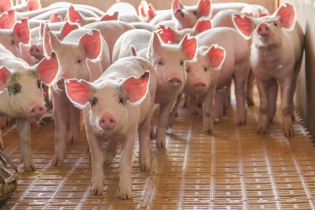 Foto incubadora industrial de porcos para consumir sua carne