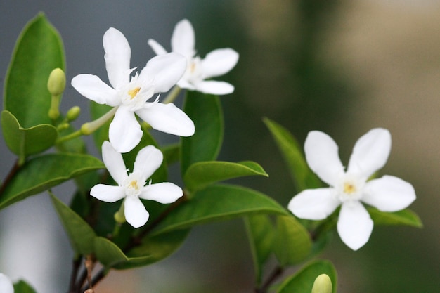 Inda-Blumen-Abschluss oben, Makro