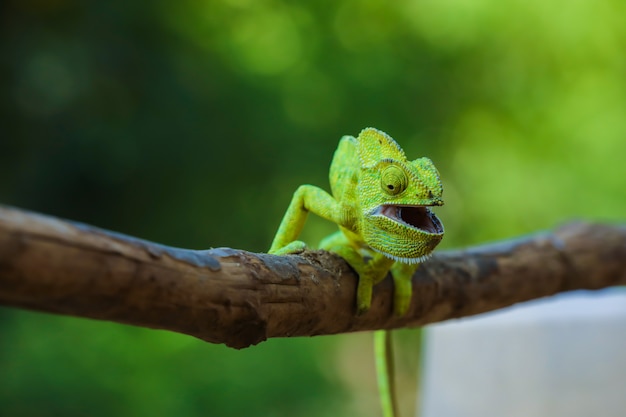 Índia camaleão verde