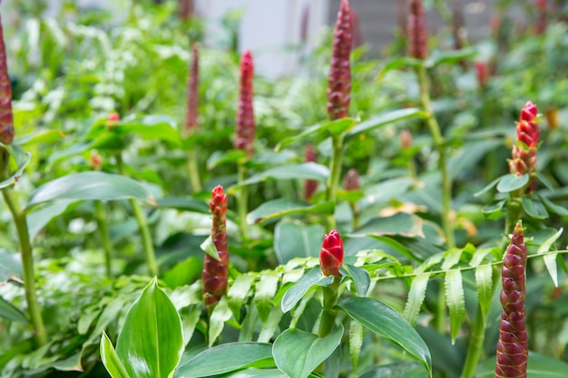 Foto indian head ginger o flor roja de wild ginger o cheilocostus speciosus, enfoque selectivo.