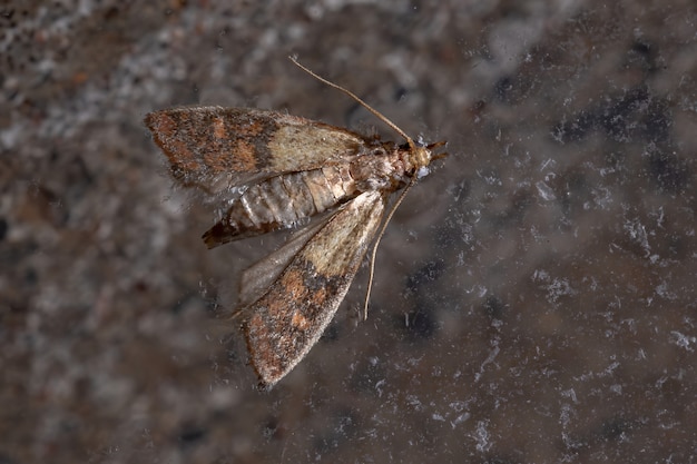 Indian Meal Moth da espécie Plodia interpunctella