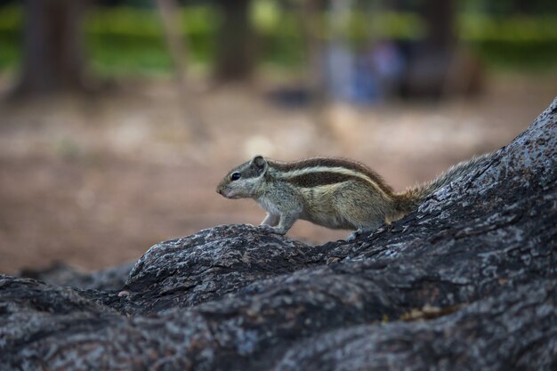 Indian Palm Squirrel o roedor o también conocida como la ardilla listada sentada sobre la roca