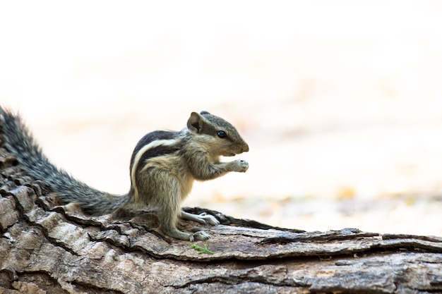 Indian Palm Squirrel o roedor o también conocida como la ardilla listada sentada sobre la roca
