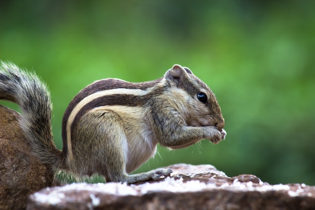 Indian Palm Squirrel o roedor o también conocida como la ardilla de pie firmemente sobre la roca